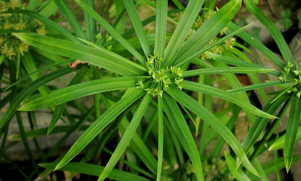 ต้นไม้ ริมบ่อปลา