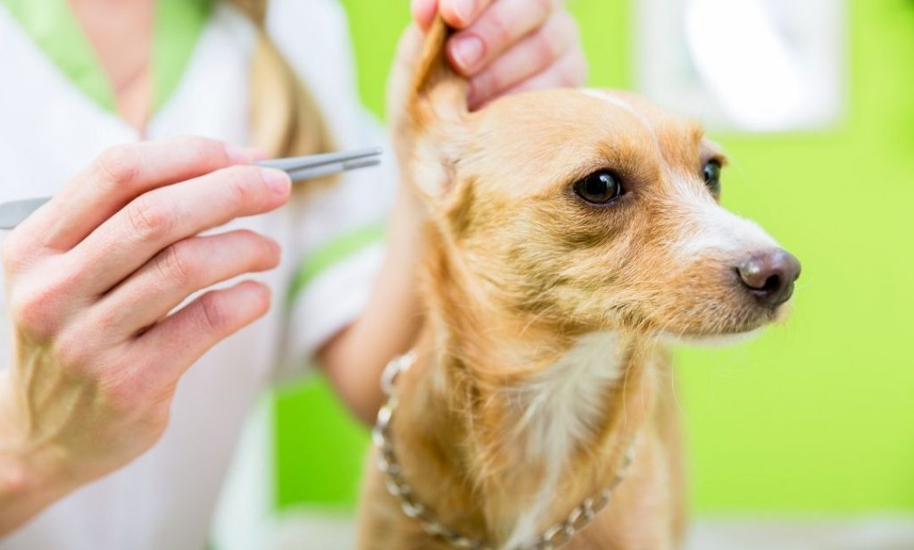 การดูแลสุนัข