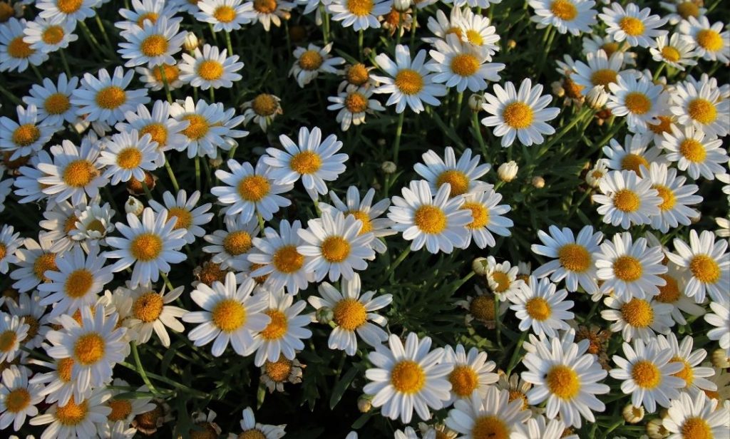 ต้นไม้สําหรับแมว