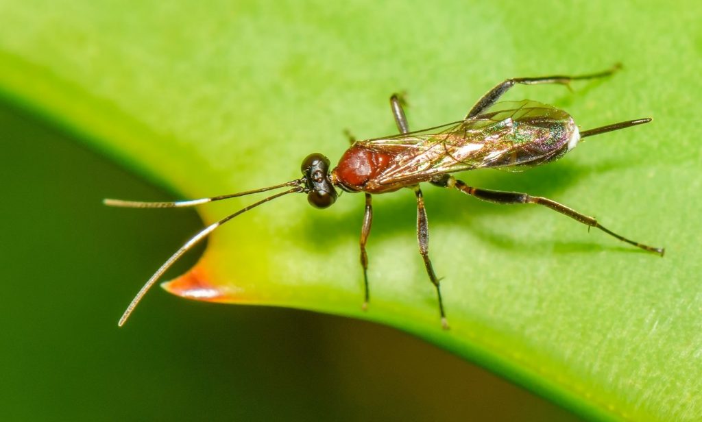 แมลงที่มีประโยชน์ต่อพืช
