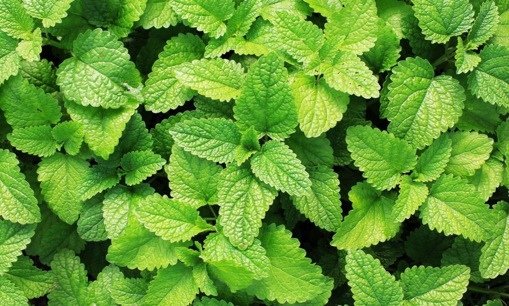 พืชสมุนไพรฝรั่ง