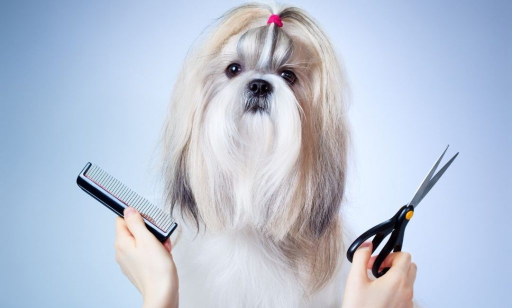 การดูแลสุนัข