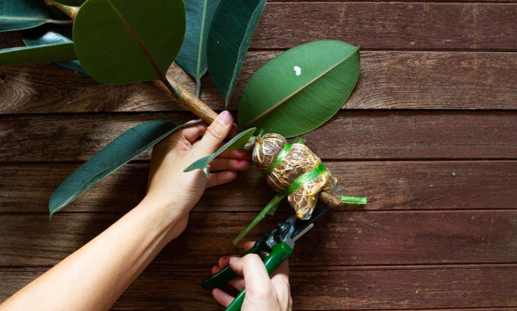 วิธีดูแล ต้นยางอินเดีย