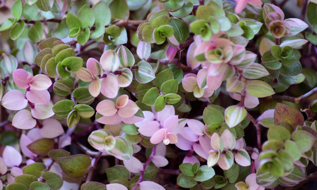 ไม้เลื้อย ในกระถางแขวน