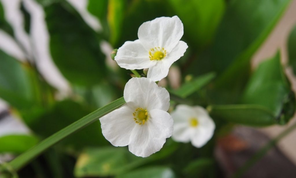 ต้นไม้ ริมบ่อปลา