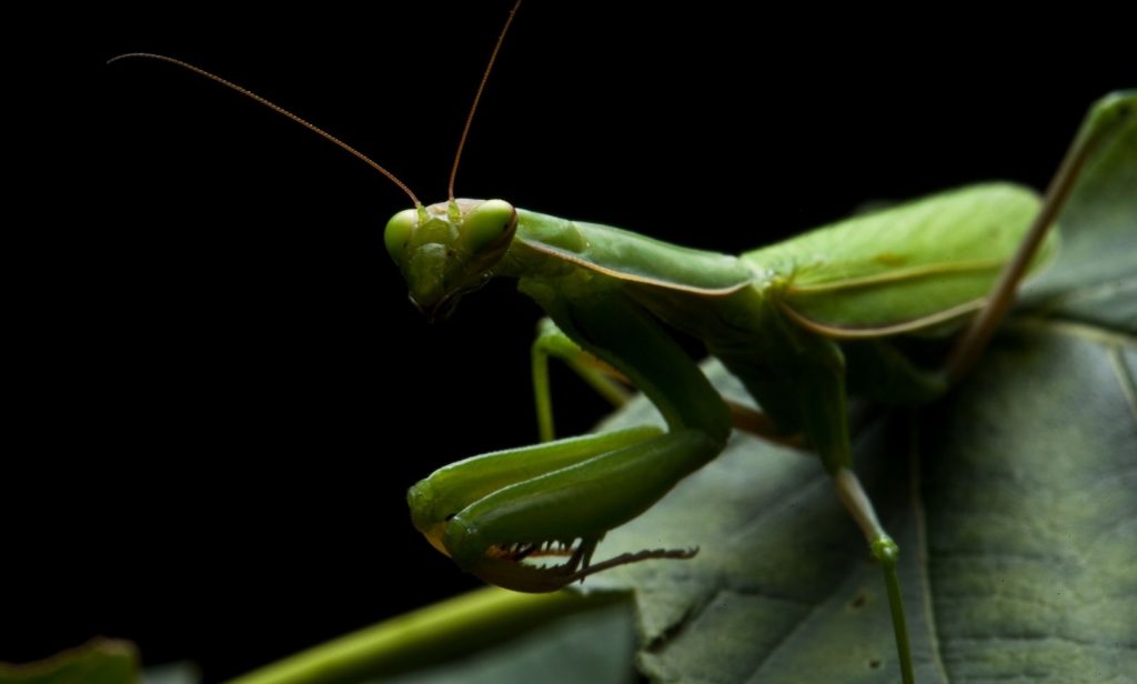 แมลงที่มีประโยชน์ต่อพืช
