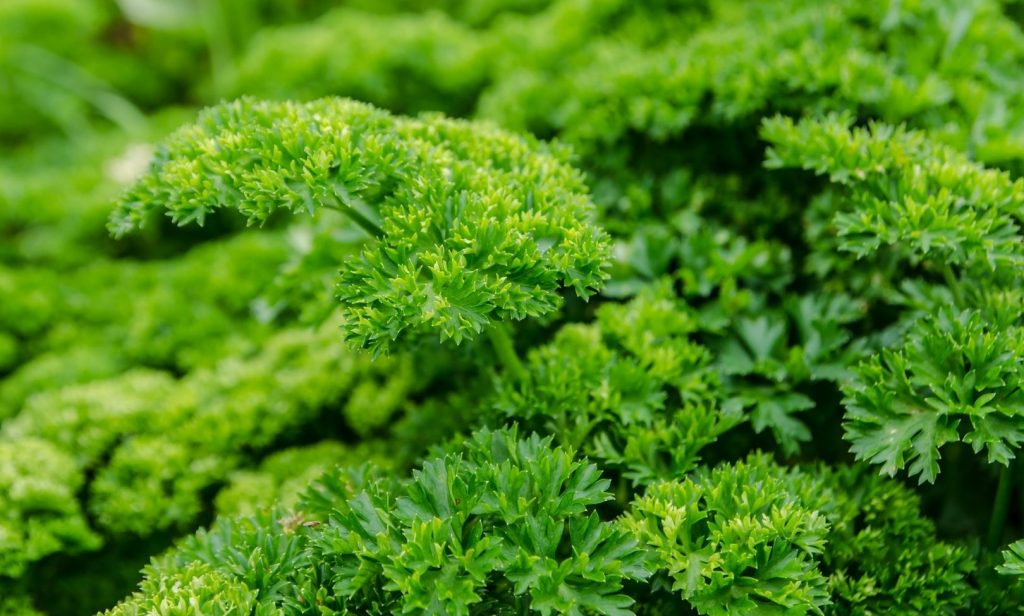 พืชสมุนไพรฝรั่ง