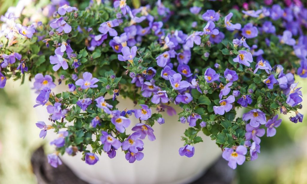 ต้นไม้ ริมบ่อปลา