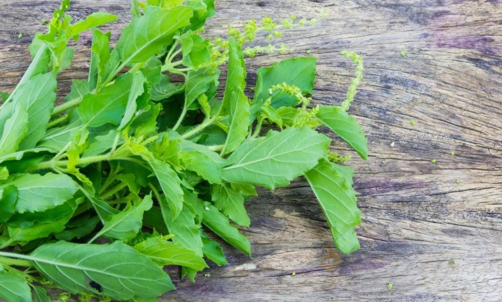 สมุนไพรไทย ที่ควรปลูก