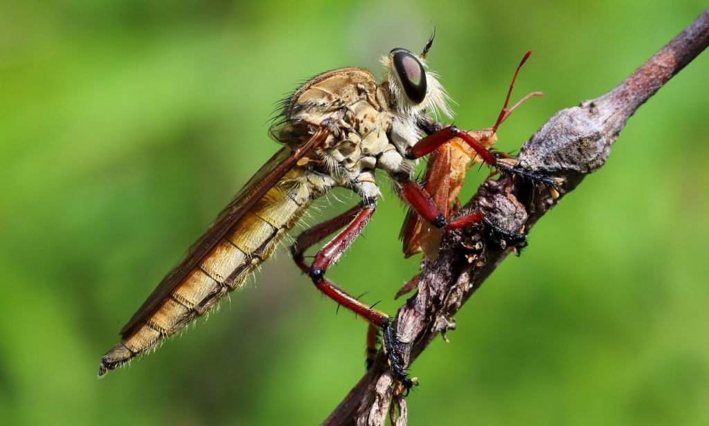 แมลงที่มีประโยชน์ต่อพืช