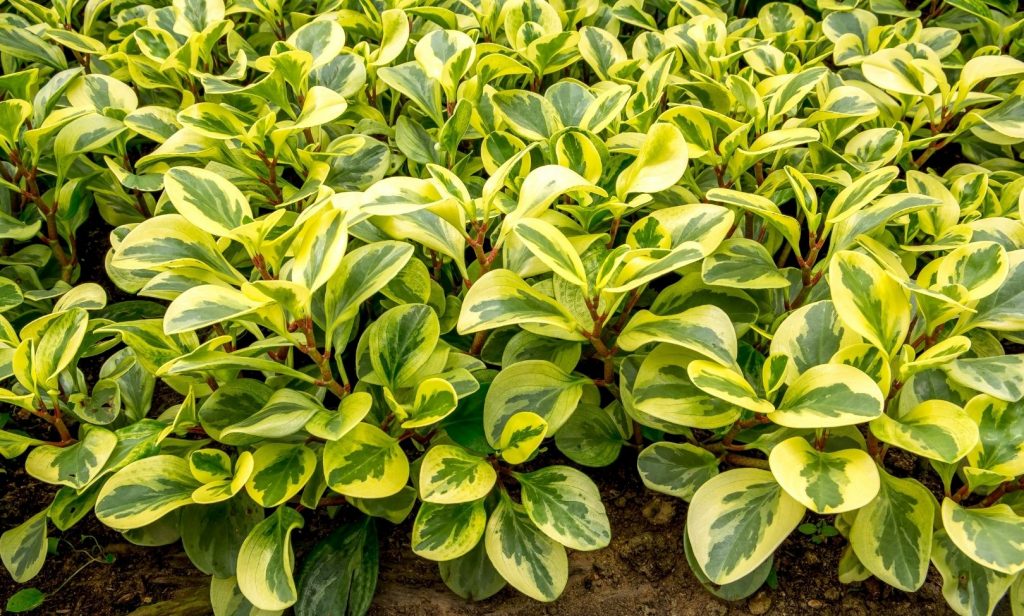 ไม้เลื้อยใบด่าง