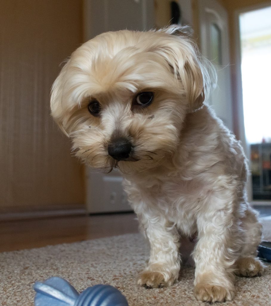 สุนัขขนหยิก