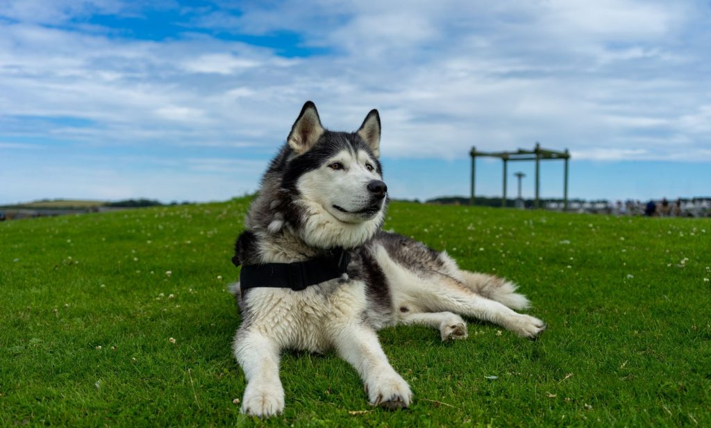 สุนัขขี้เล่น