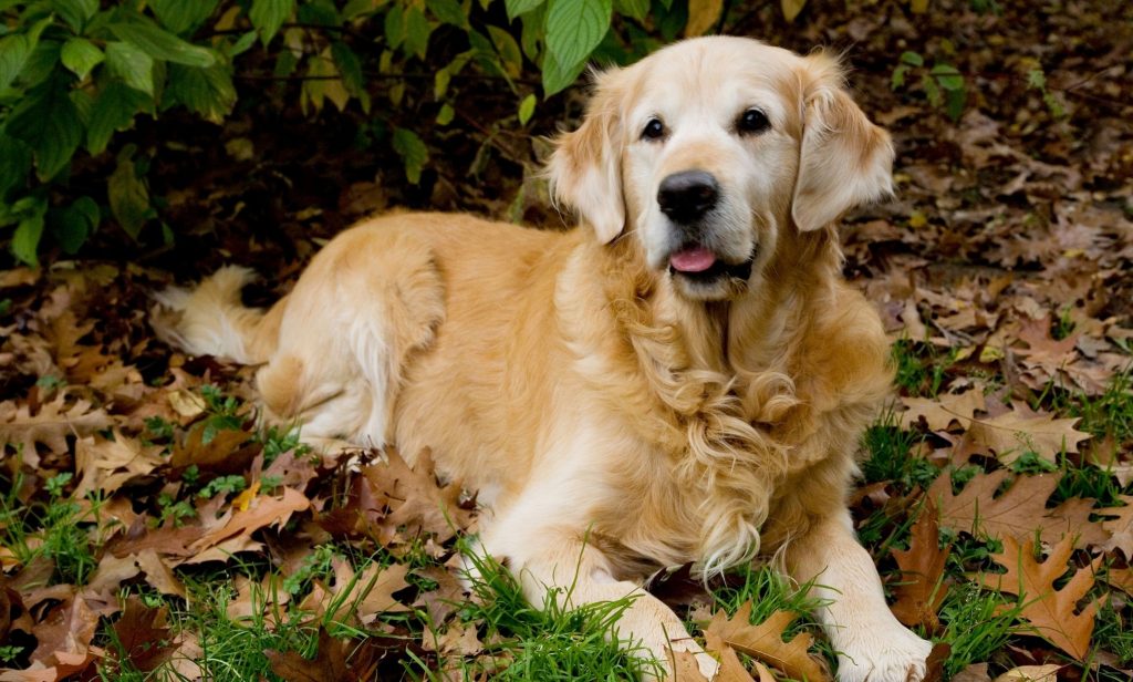 สุนัขขี้เล่น