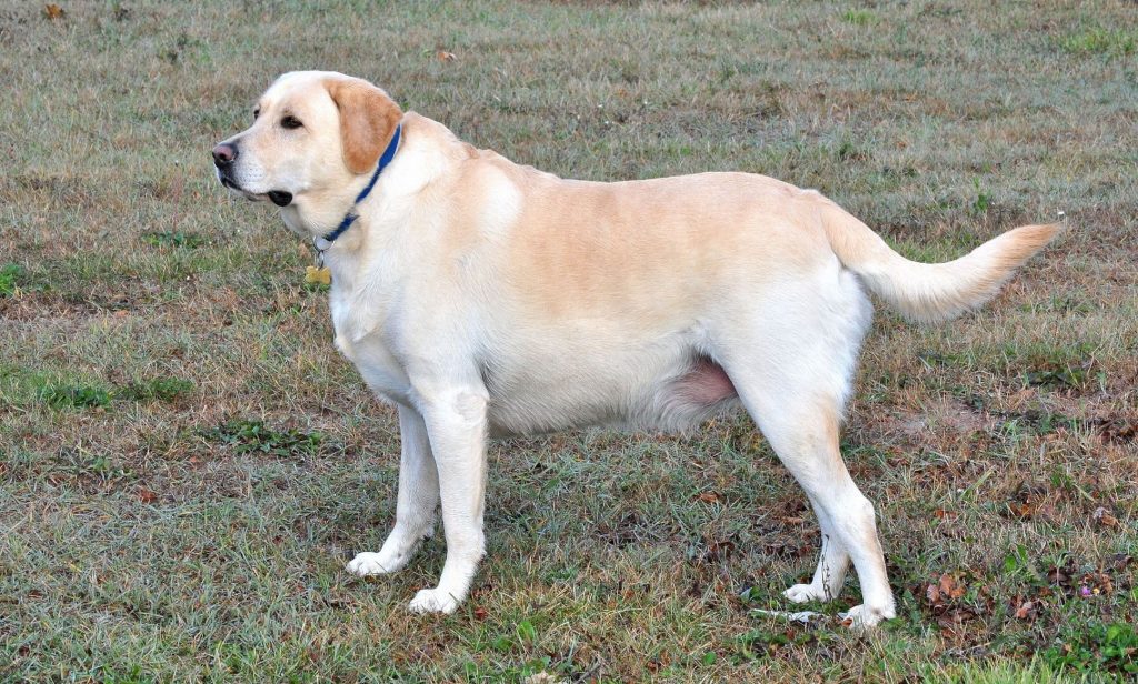 สุนัขขี้เล่น