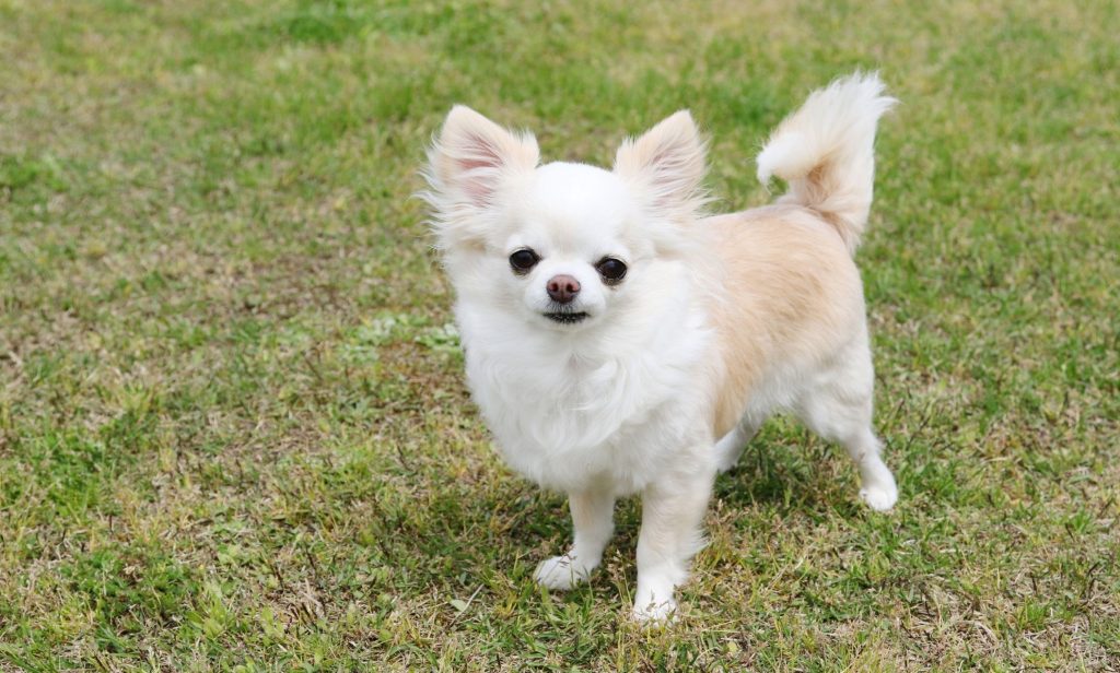 สุนัขขี้เล่น