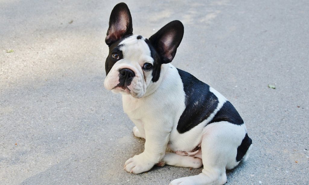 สุนัขขี้เล่น