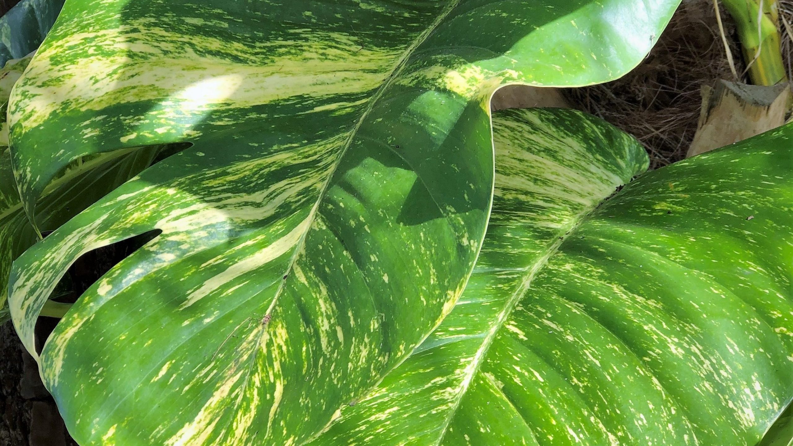 ไม้ด่างทำยังไง