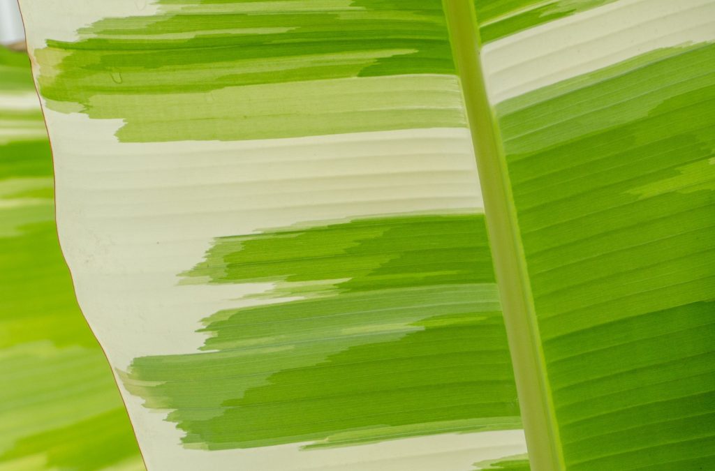 ไม้ด่างทำยังไง