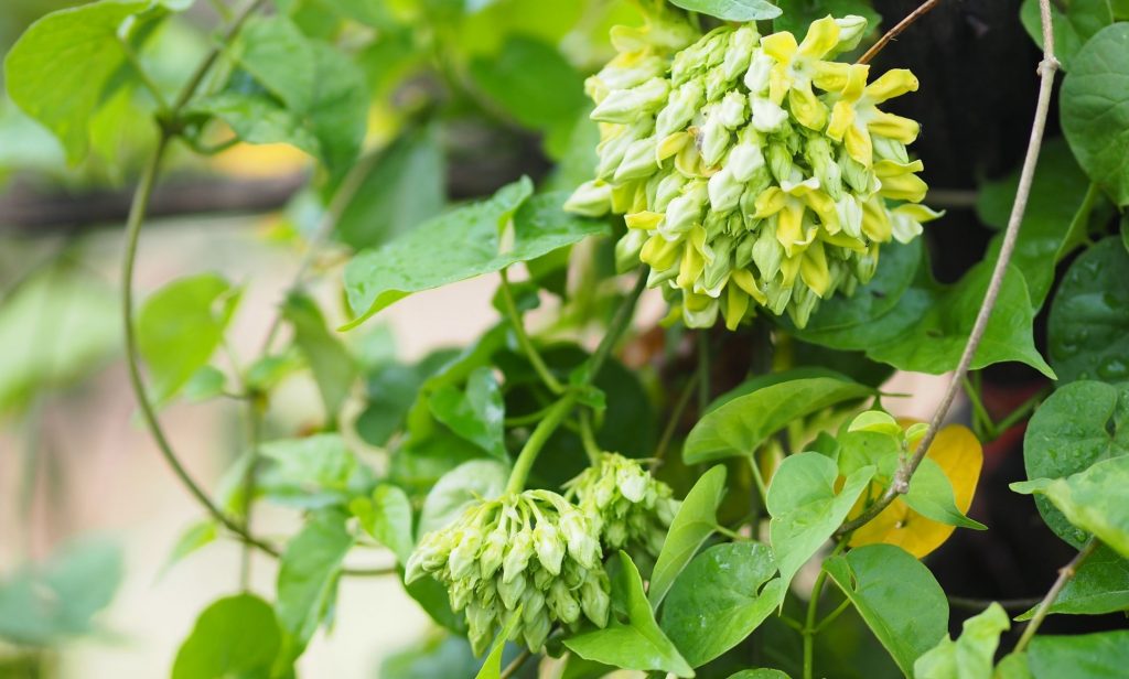 ดอกไม้สีเหลือง