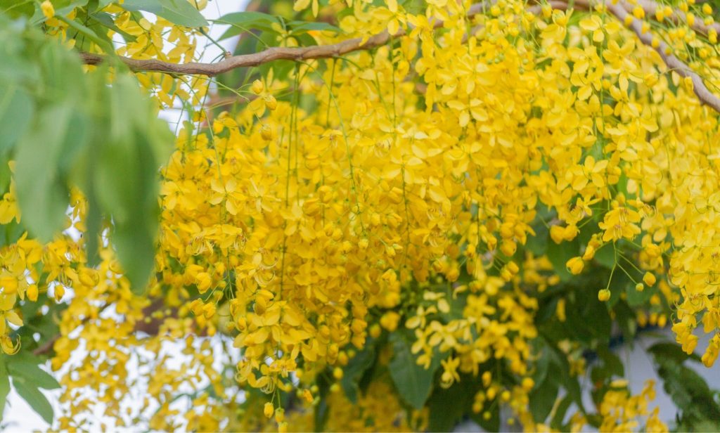 ดอกไม้สีเหลือง