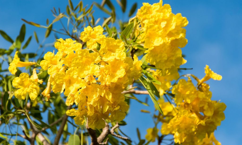 ดอกไม้สีเหลือง