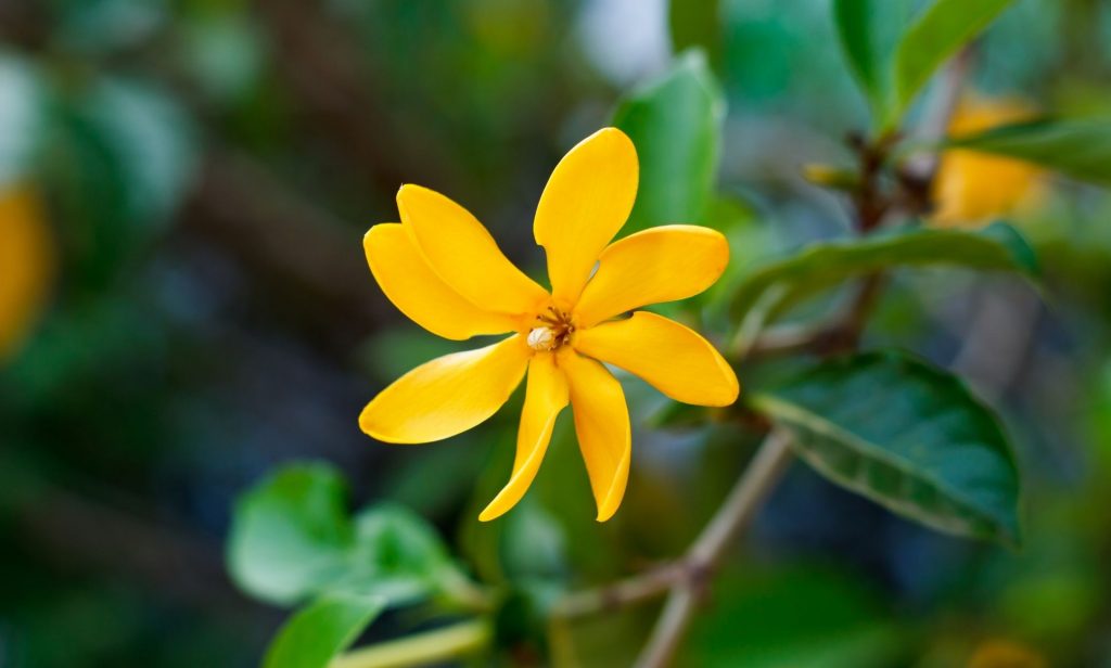 ดอกไม้สีเหลือง