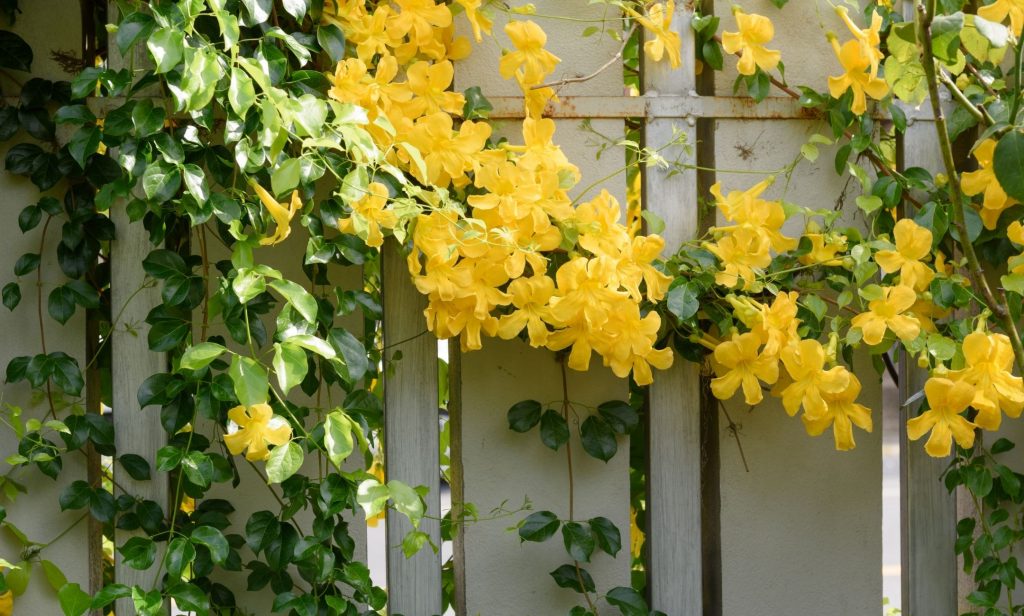 ดอกไม้สีเหลือง