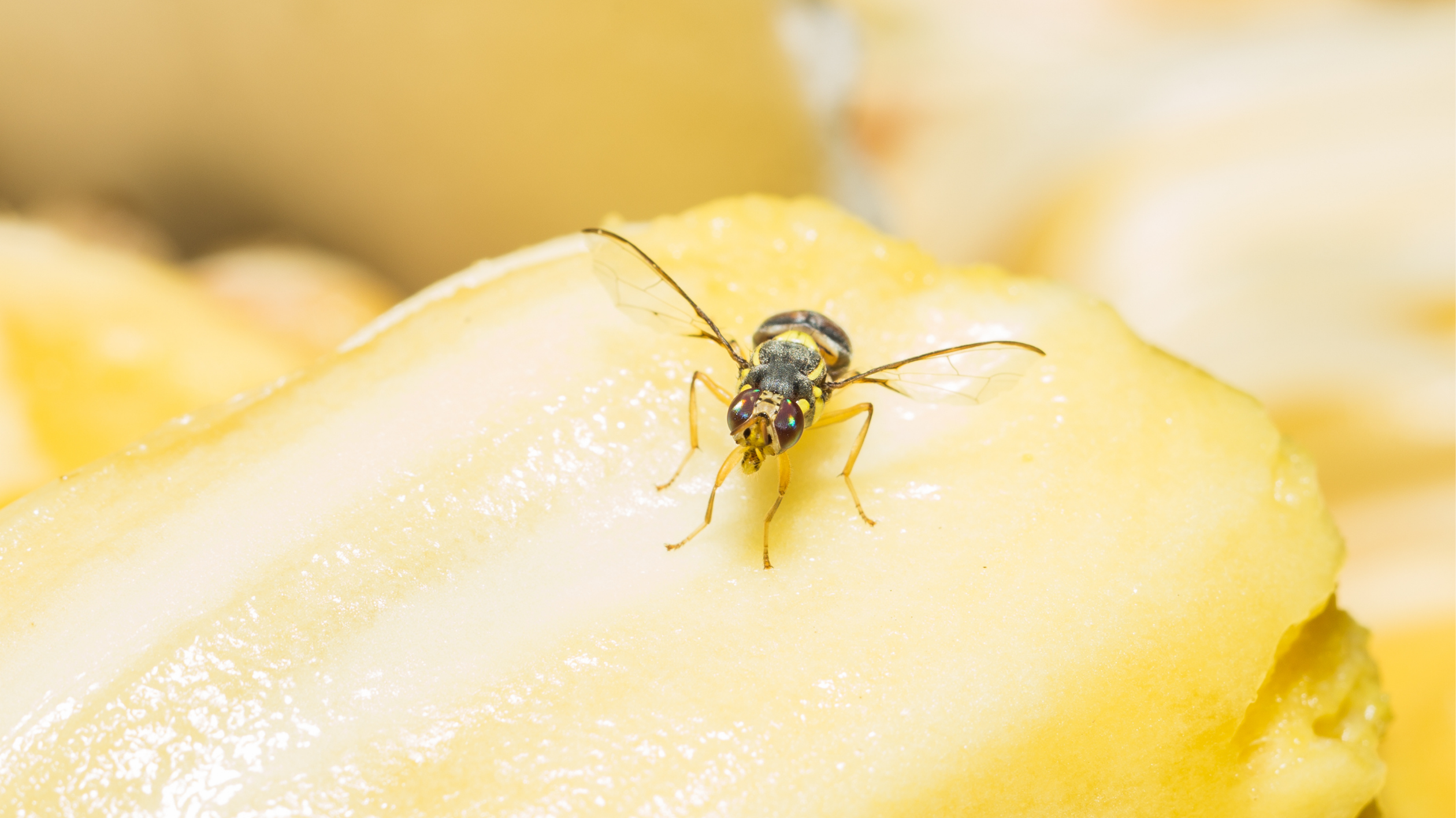 วิธี ไล่แมลงหวี่