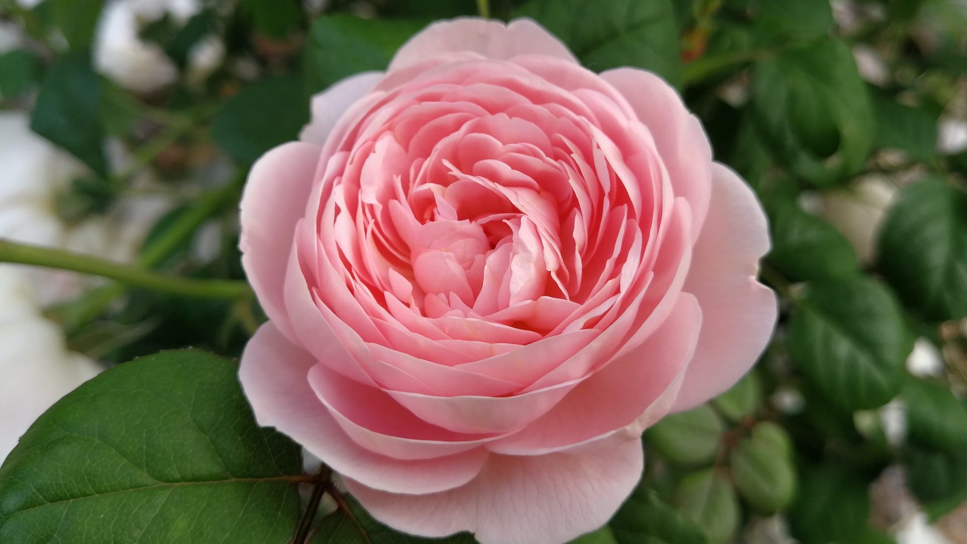 ต้นไม้กลิ่นหอม