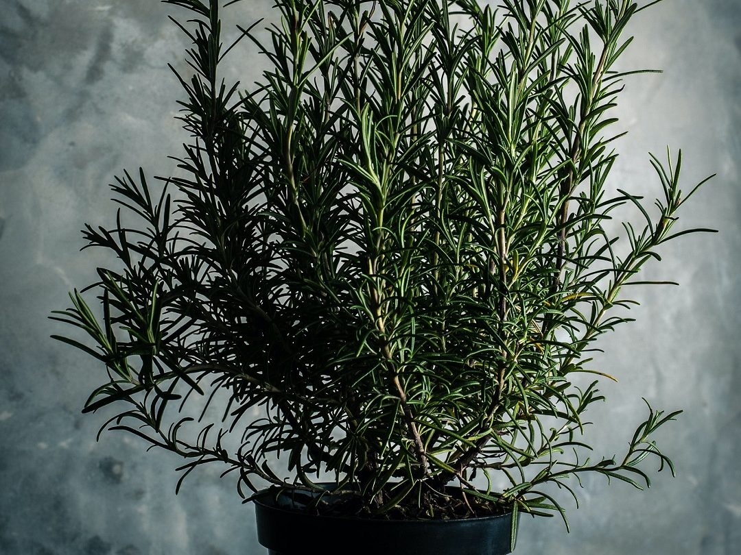 ต้นไม้กลิ่นหอม