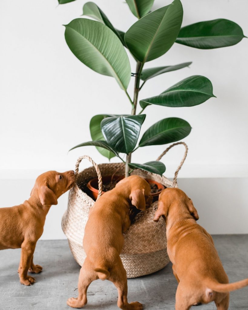 เลือกต้นไม้ปลูกในบ้าน