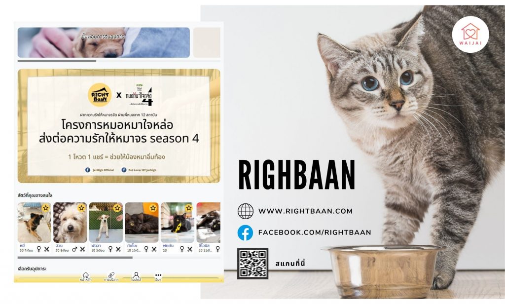 แมวหาบ้าน