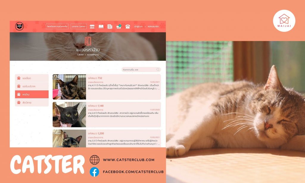 แมวหาบ้าน