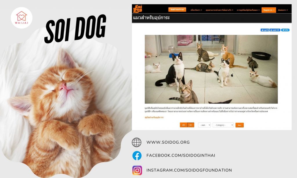 แมวหาบ้าน