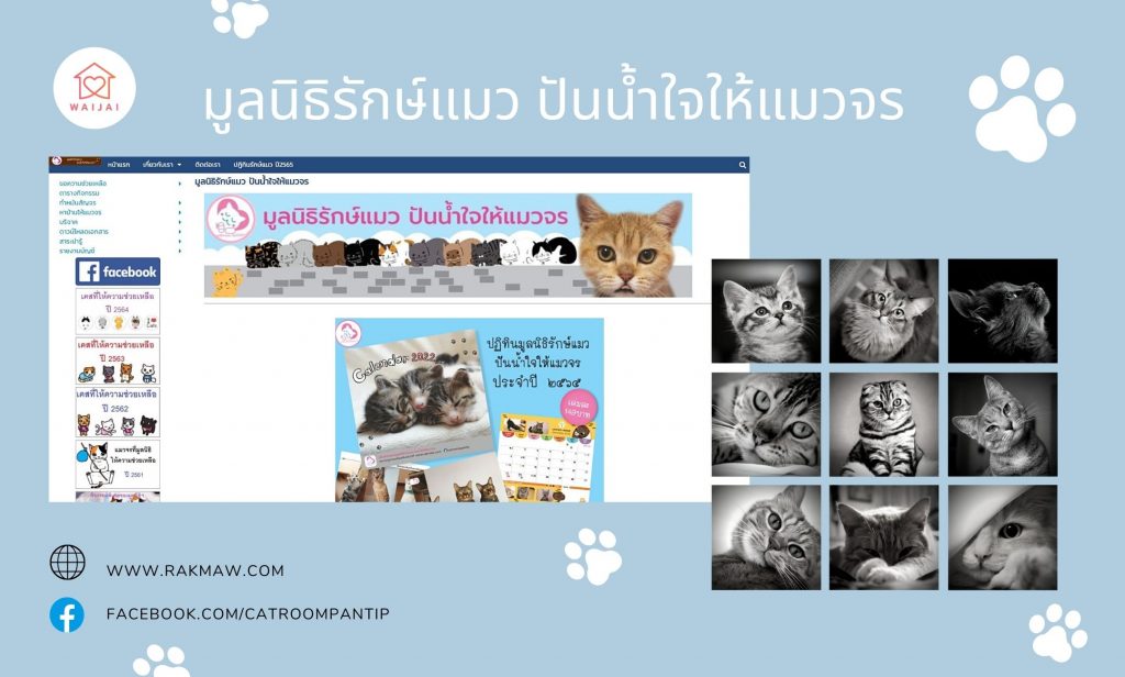 แมวหาบ้าน