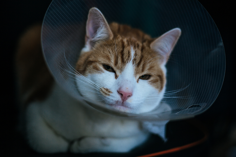 แมวหลังทำหมัน