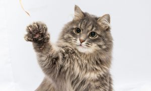 เลี้ยงแมวให้ขี้อ้อน