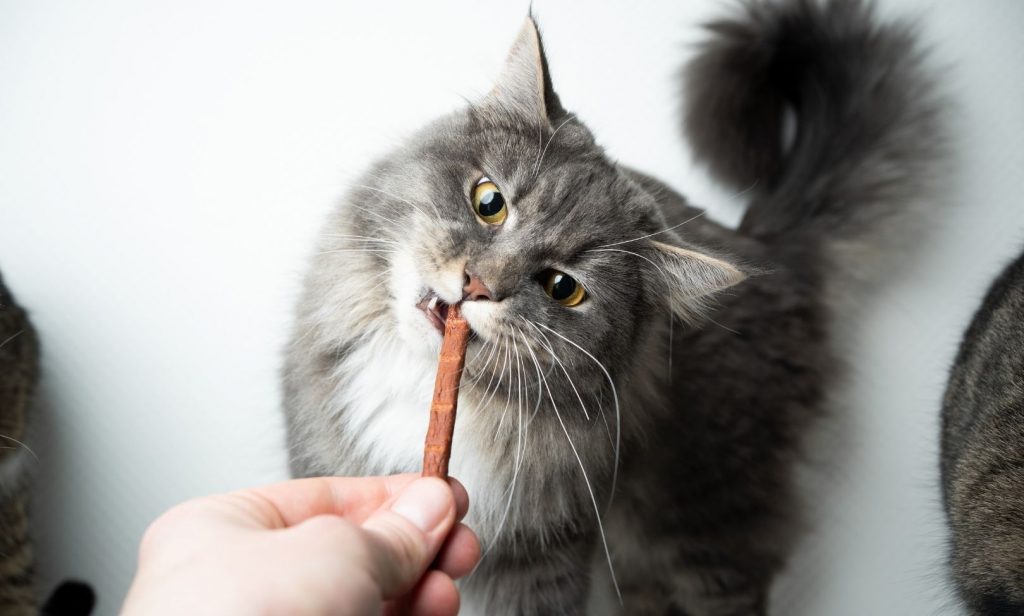 เลี้ยงแมวให้ขี้อ้อน