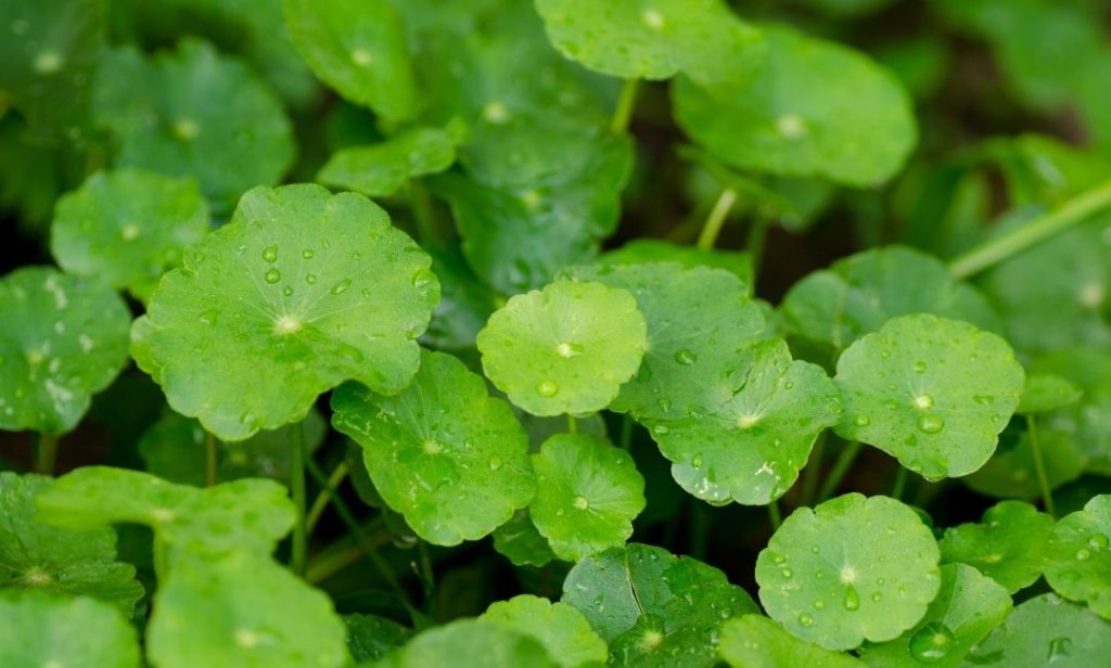 สมุนไพรแก้ผมร่วง
