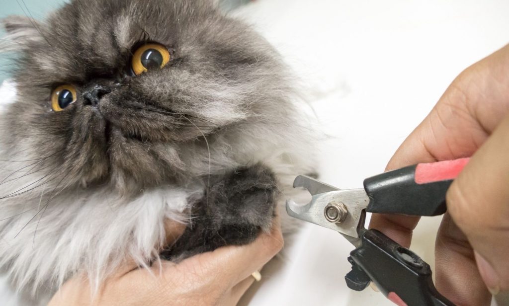 เลี้ยงแมวให้ขี้อ้อน