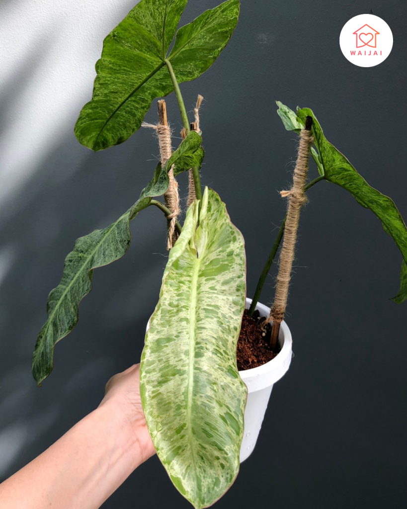 ต้นไม้ใบลาย