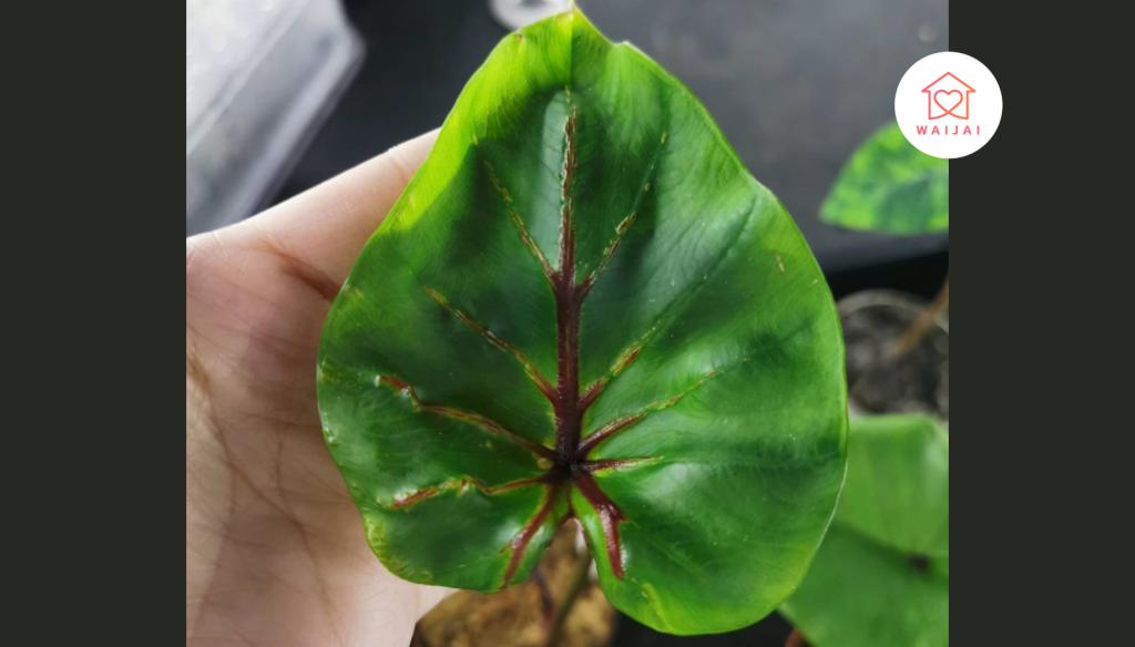 ต้นไม้ใบลาย