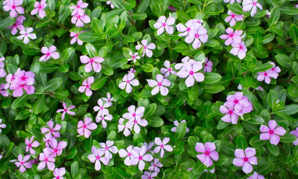 ดอกไม้ขนาดเล็ก