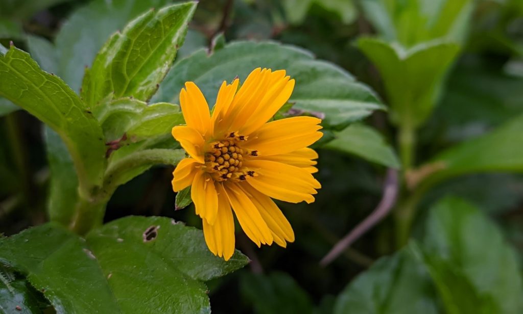 ดอกไม้ขนาดเล็ก