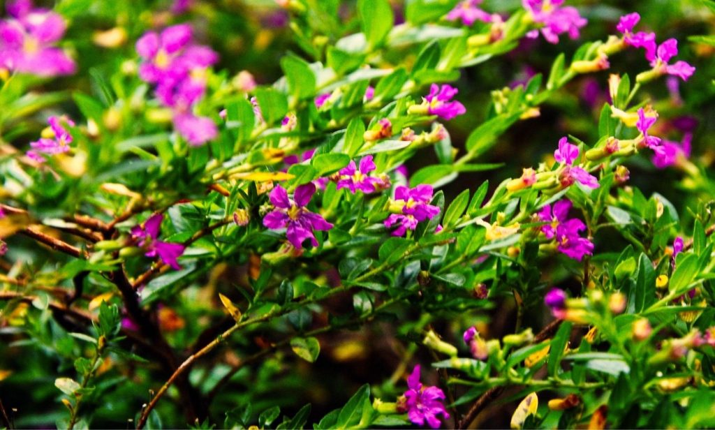 ดอกไม้ขนาดเล็ก