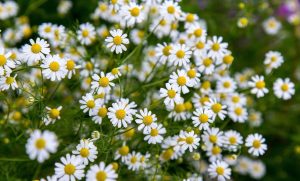 ดอกไม้ขนาดเล็ก