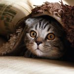 หมดปัญหา แมวข่วนโซฟา ด้วย 7 วิธีง่ายๆ แต่ได้ผลจริง