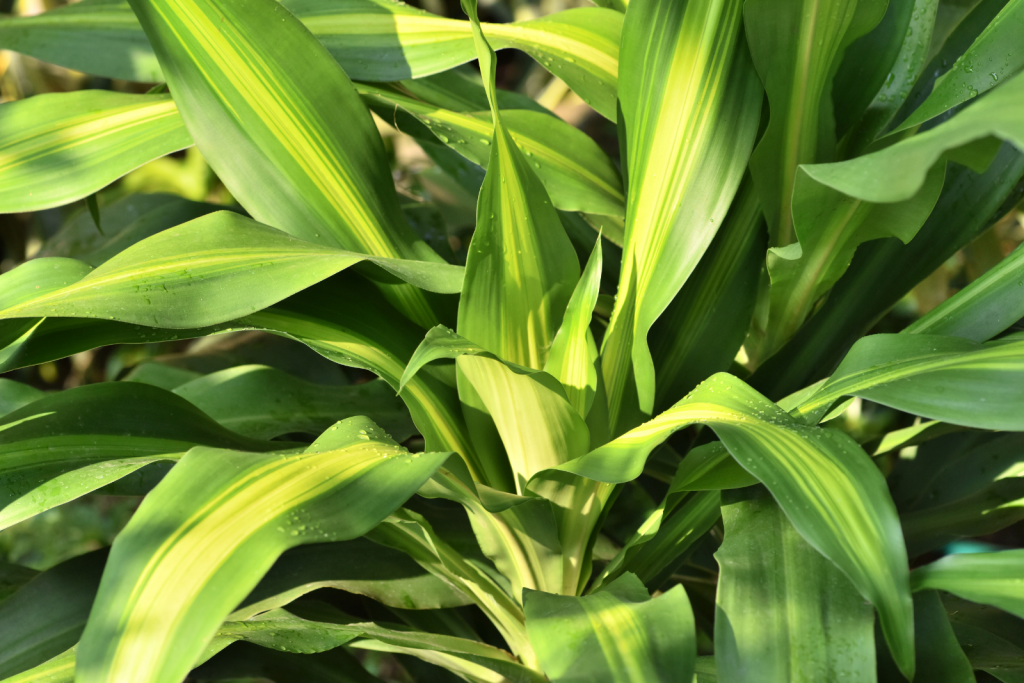 ต้นวาสนาปลูกในบ้าน