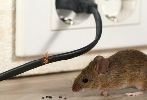 เครื่องไล่หนู ยี่ห้อไหนดี